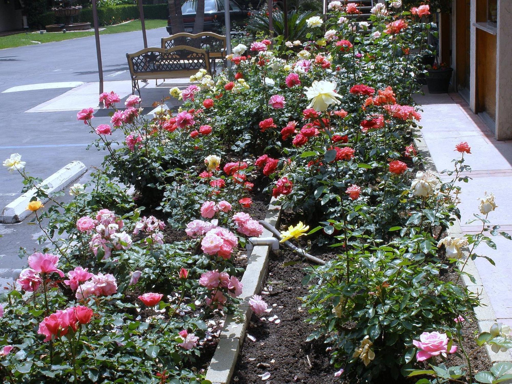 Garden Inn And Suites Glendora Buitenkant foto